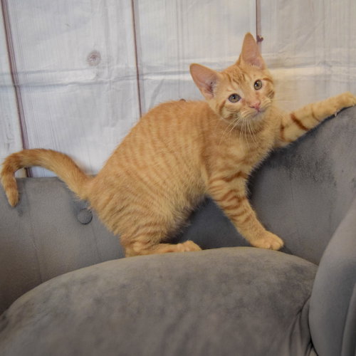 Cheetos photo 4