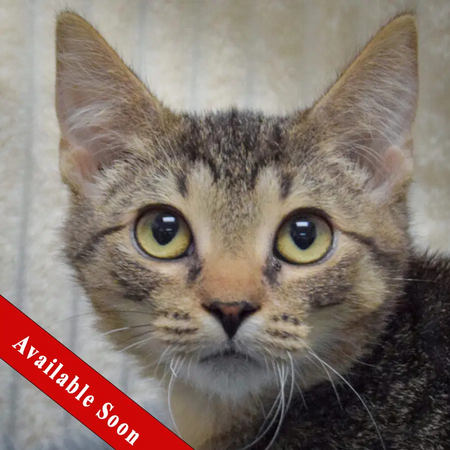 Hobbs - Tabby