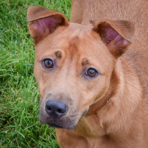 Butterfly, German Shepherd Dog / Patterdale Terrier (Fell Terrier) / Mixed