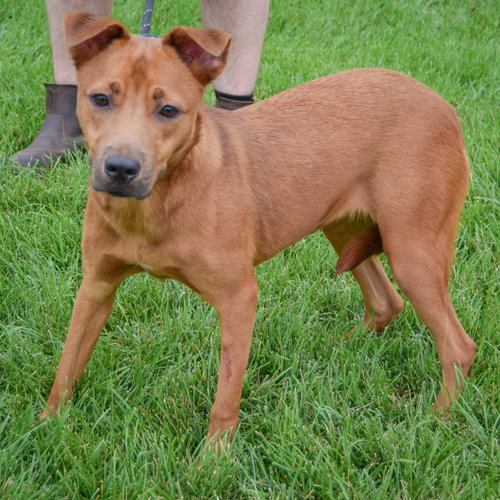 Butterfly, an adoptable German Shepherd Dog / Patterdale Terrier (Fell Terrier) / Mixed at Animal House Shelter — photo 2