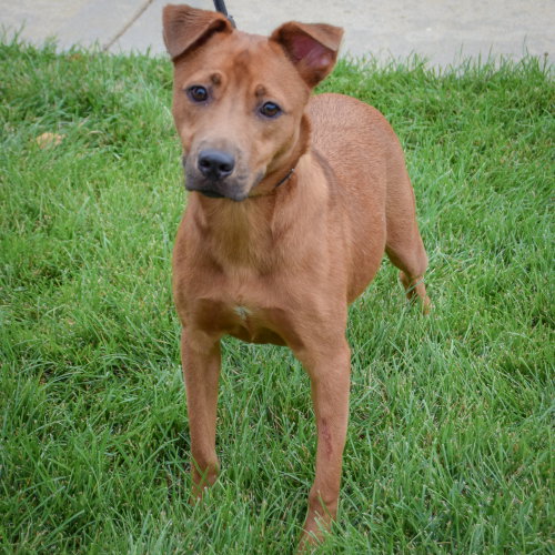 Butterfly, an adoptable German Shepherd Dog / Patterdale Terrier (Fell Terrier) / Mixed at Animal House Shelter — photo 3