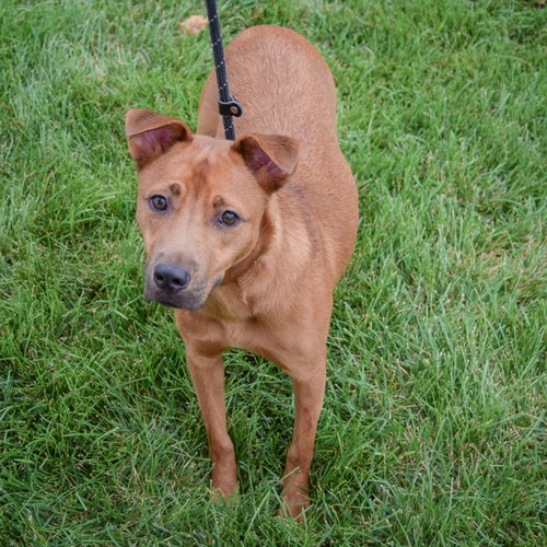 Butterfly, an adoptable German Shepherd Dog / Patterdale Terrier (Fell Terrier) / Mixed at Animal House Shelter — photo 4