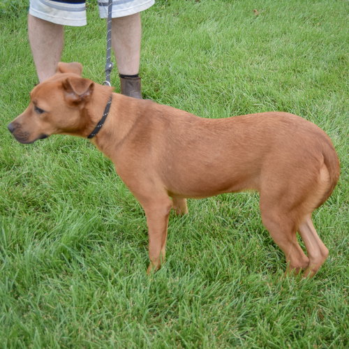 Butterfly, an adoptable German Shepherd Dog / Patterdale Terrier (Fell Terrier) / Mixed at Animal House Shelter — photo 5