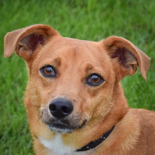 Prince, Chihuahua / Corgi / Mixed