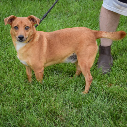 Prince, an adoptable Chihuahua / Corgi / Mixed at Animal House Shelter — photo 2