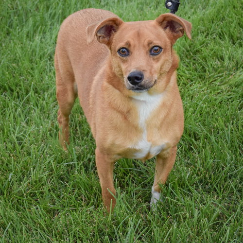 Prince, an adoptable Chihuahua / Corgi / Mixed at Animal House Shelter — photo 3