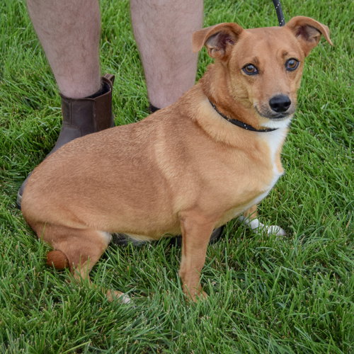 Prince, an adoptable Chihuahua / Corgi / Mixed at Animal House Shelter — photo 4