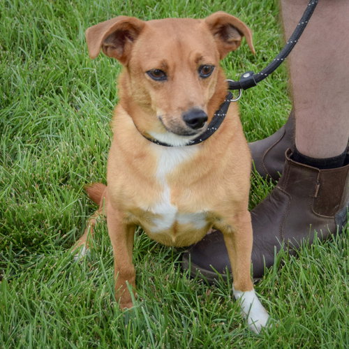 Prince, an adoptable Chihuahua / Corgi / Mixed at Animal House Shelter — photo 5