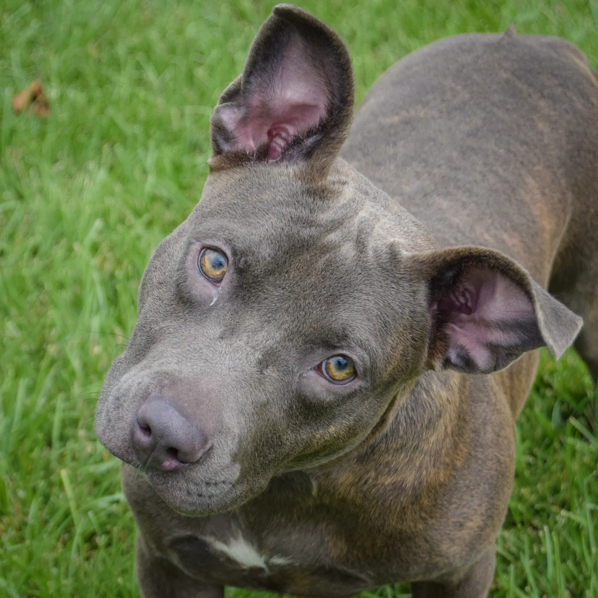 Moon Pie - American Staffordshire Terrier