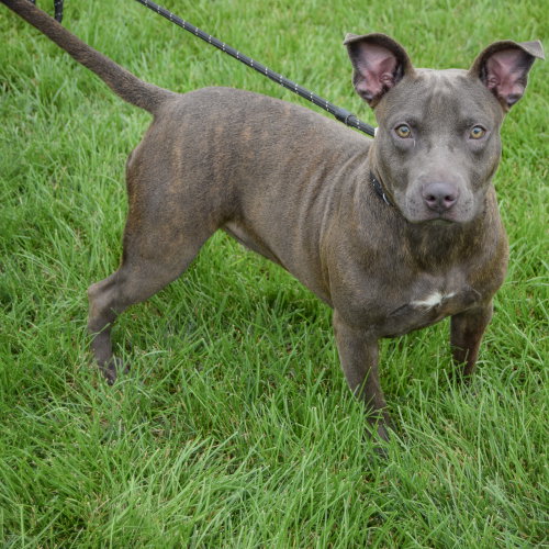Moon Pie, an adoptable American Staffordshire Terrier / English Bulldog / Mixed at Animal House Shelter — photo 2
