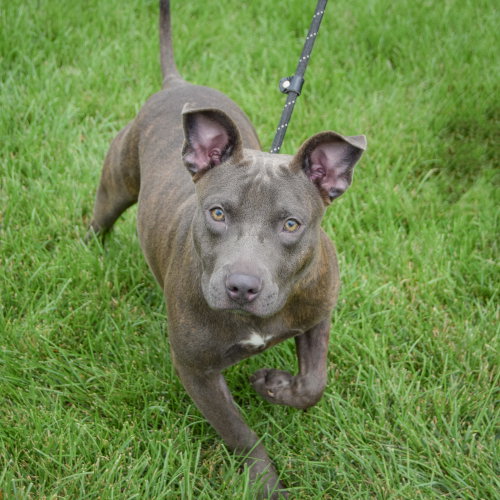 Moon Pie, an adoptable American Staffordshire Terrier / English Bulldog / Mixed at Animal House Shelter — photo 3