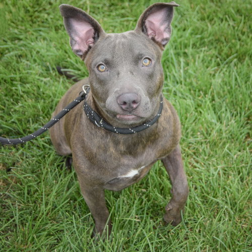 Moon Pie, an adoptable American Staffordshire Terrier / English Bulldog / Mixed at Animal House Shelter — photo 4