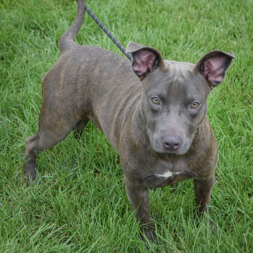 Moon Pie, an adoptable American Staffordshire Terrier / English Bulldog / Mixed at Animal House Shelter — photo 5