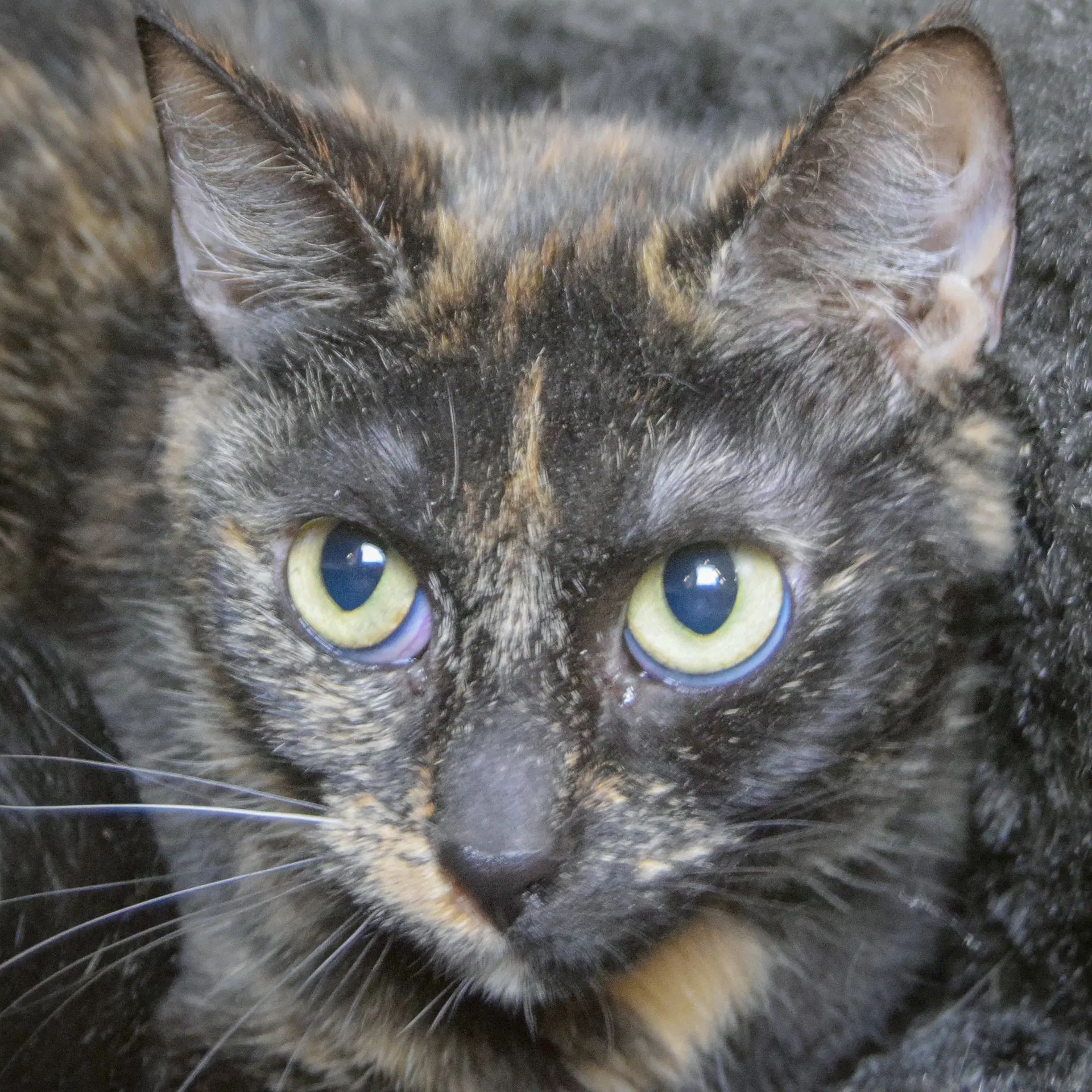 Lily - Tortoiseshell