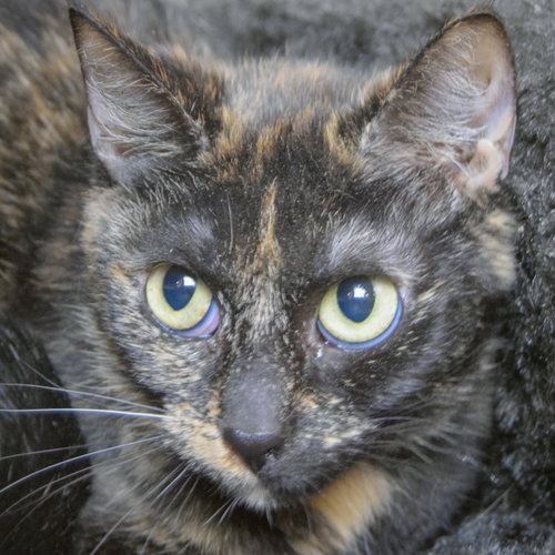Lily, a cat for adoption from Animal House Shelter, Inc.