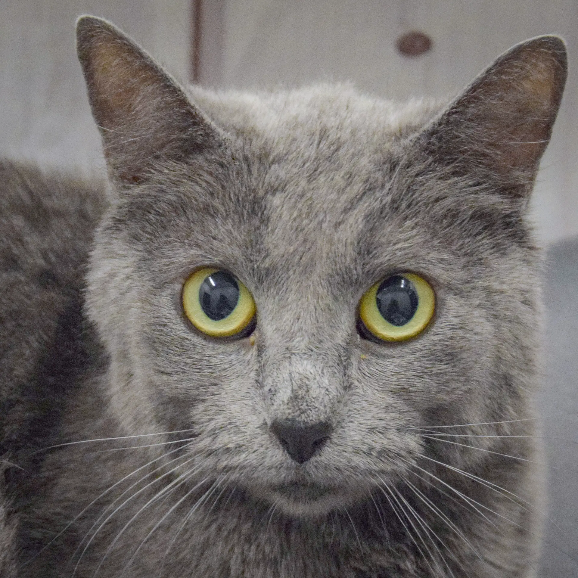 Love - Russian Blue