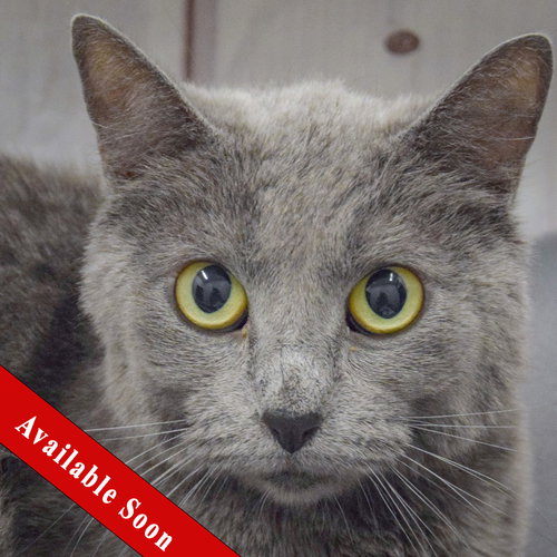 Love, a cat for adoption from Animal House Shelter, Inc.
