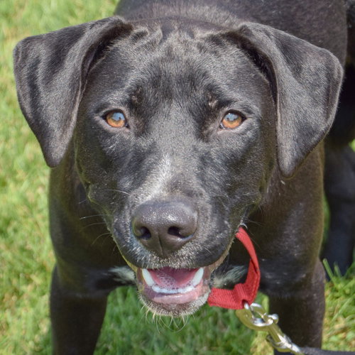 Bodie, Black Labrador Retriever / American Staffordshire Terrier / Mixed