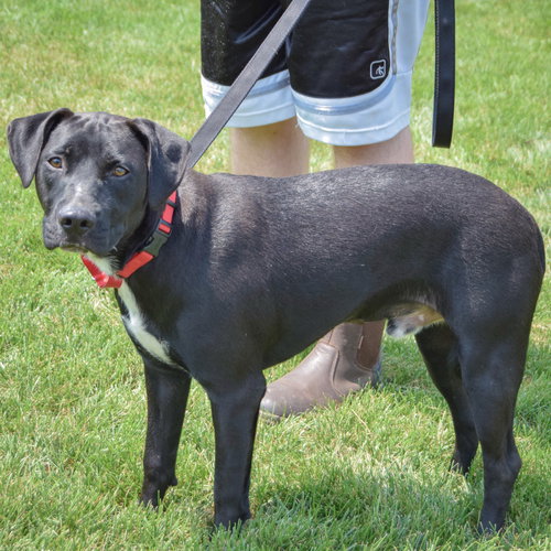 Bodie, an adoptable Black Labrador Retriever / American Staffordshire Terrier / Mixed at Animal House Shelter — photo 2