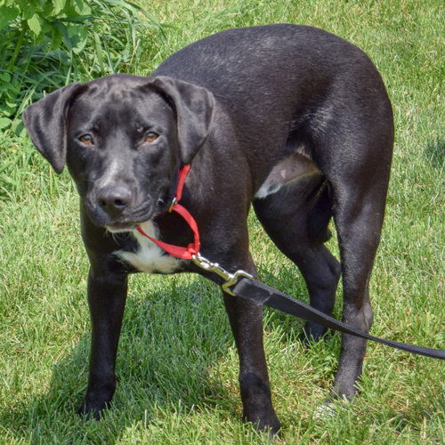 Bodie, an adoptable Black Labrador Retriever / American Staffordshire Terrier / Mixed at Animal House Shelter — photo 3
