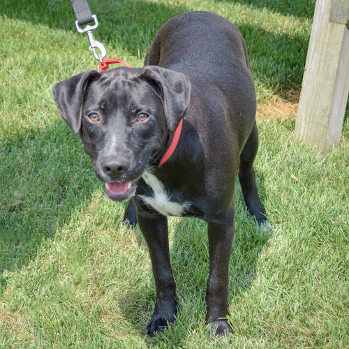 Bodie, an adoptable Black Labrador Retriever / American Staffordshire Terrier / Mixed at Animal House Shelter — photo 4