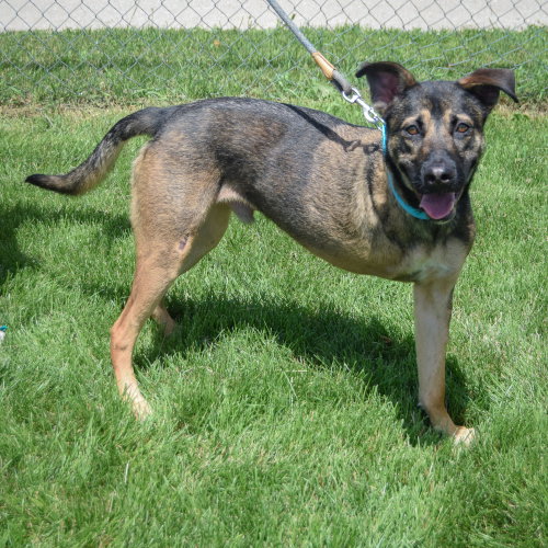 Aro, an adoptable German Shepherd Dog / Mixed at Animal House Shelter — photo 2