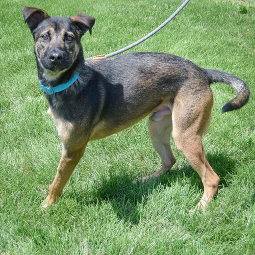 Aro, an adoptable German Shepherd Dog / Mixed at Animal House Shelter — photo 3