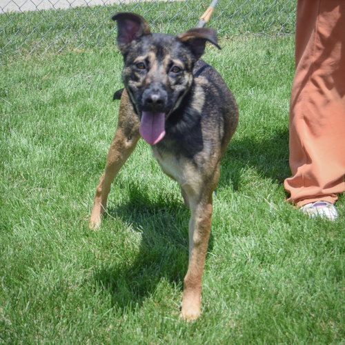 Aro, an adoptable German Shepherd Dog / Mixed at Animal House Shelter — photo 4