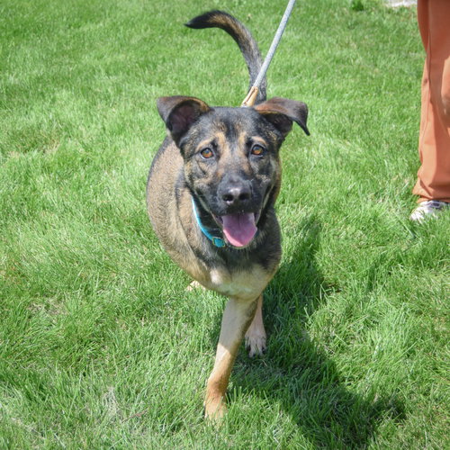 Aro, an adoptable German Shepherd Dog / Mixed at Animal House Shelter — photo 5