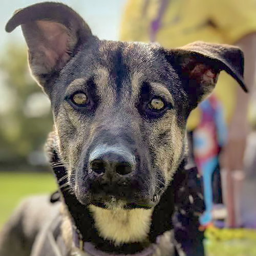 Aro, German Shepherd Dog / Mixed