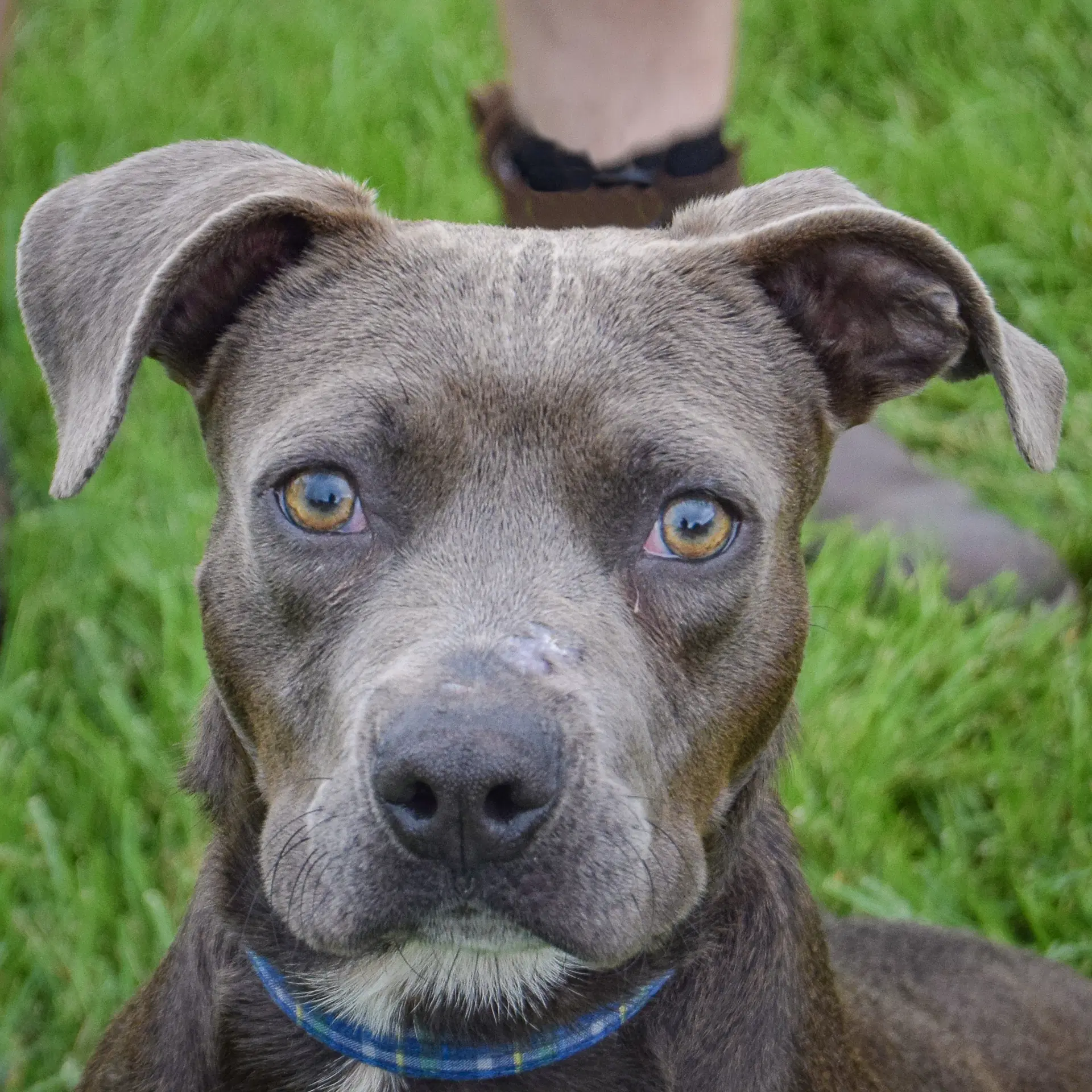 Blue Jean - Boxer