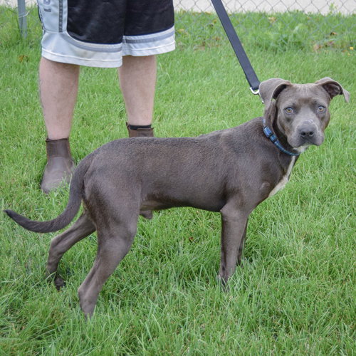 Blue Jean, an adoptable Boxer / American Staffordshire Terrier / Mixed at Animal House Shelter — photo 2