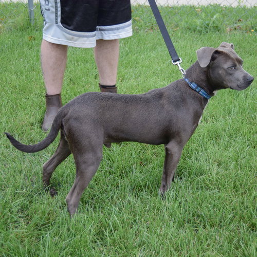 Blue Jean, an adoptable Boxer / American Staffordshire Terrier / Mixed at Animal House Shelter — photo 3