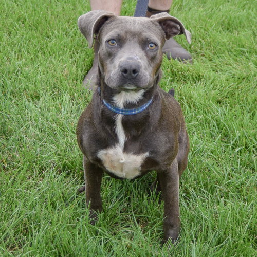 Blue Jean, an adoptable Boxer / American Staffordshire Terrier / Mixed at Animal House Shelter — photo 4