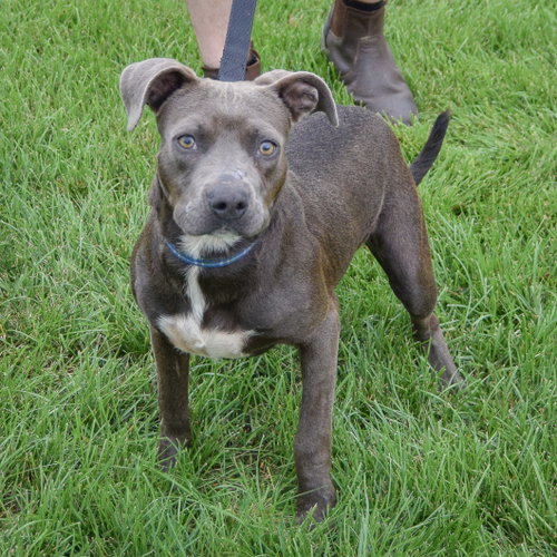Blue Jean, an adoptable Boxer / American Staffordshire Terrier / Mixed at Animal House Shelter — photo 5