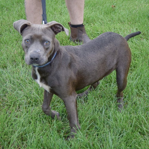 Blue Jean, an adoptable Boxer / American Staffordshire Terrier / Mixed at Animal House Shelter — photo 6