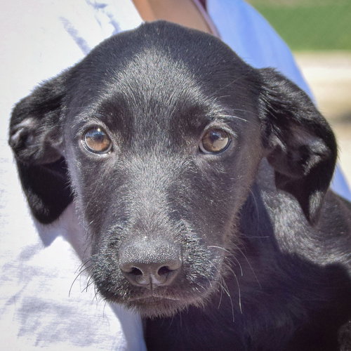 Ashley, Irish Wolfhound / Black Labrador Retriever / Mixed