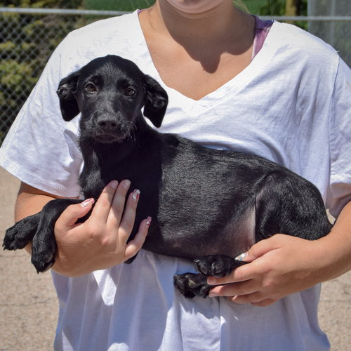 Ashley, an adoptable Irish Wolfhound / Black Labrador Retriever / Mixed at Animal House Shelter — photo 2