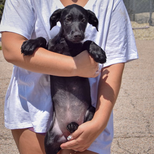 Ashley, an adoptable Irish Wolfhound / Black Labrador Retriever / Mixed at Animal House Shelter — photo 3