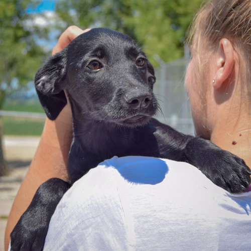 Ashley, an adoptable Irish Wolfhound / Black Labrador Retriever / Mixed at Animal House Shelter — photo 4
