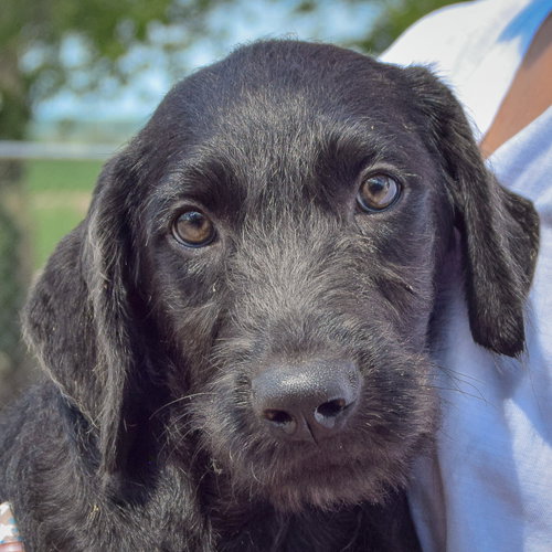 Candice, Irish Wolfhound / Black Labrador Retriever / Mixed
