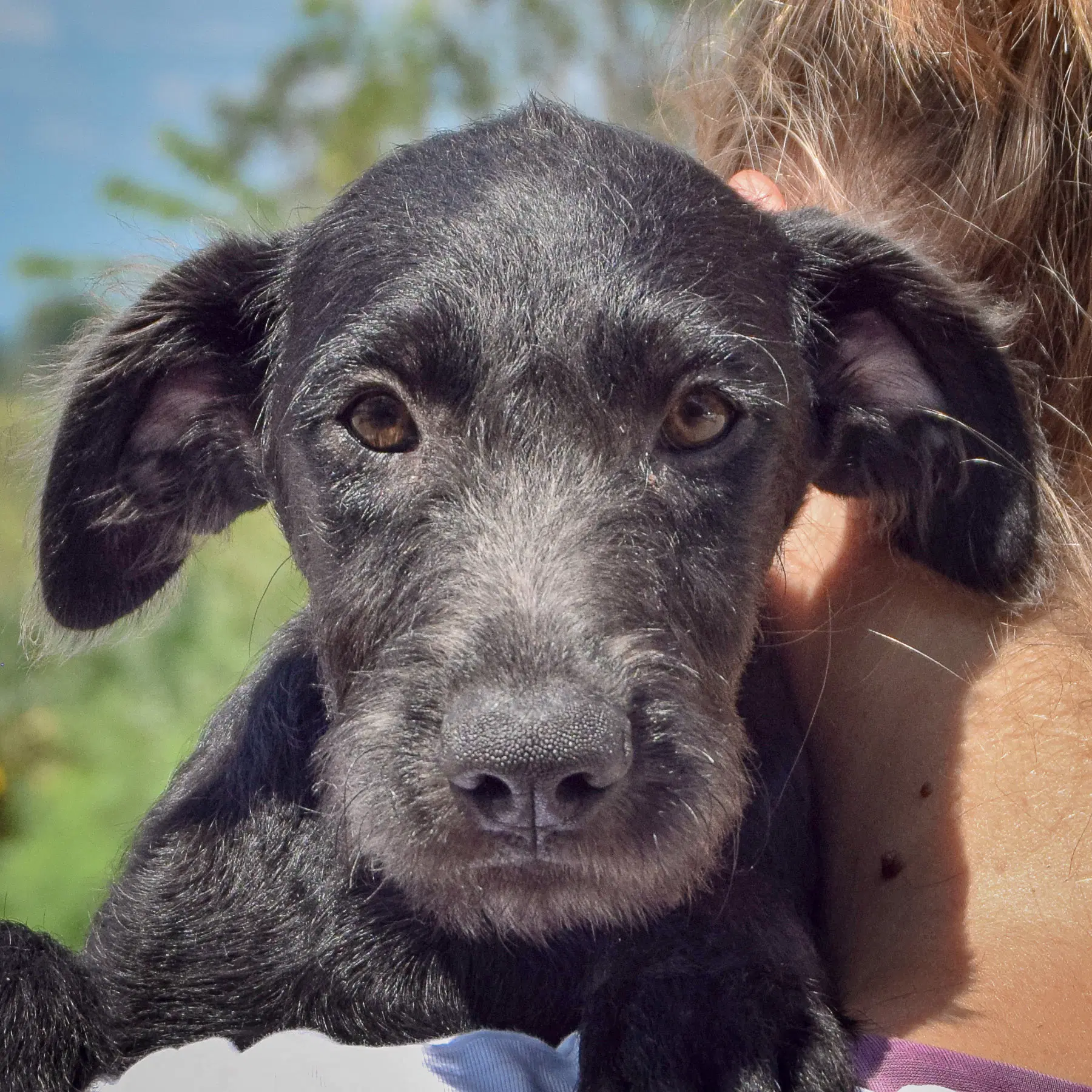 Jennifer - Irish Wolfhound