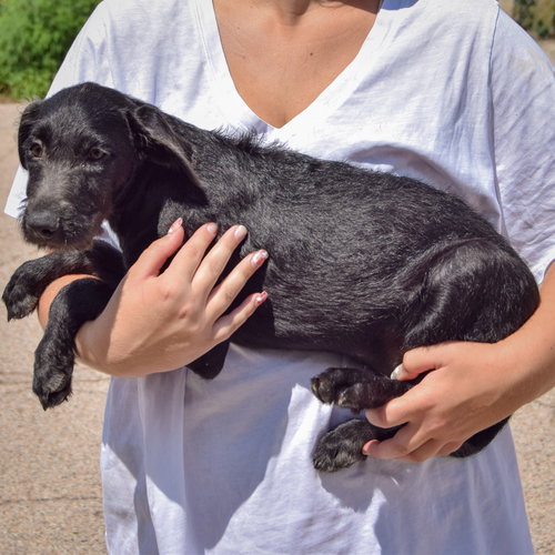 Jennifer, an adoptable Irish Wolfhound / Black Labrador Retriever / Mixed at Animal House Shelter — photo 2