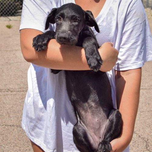 Jennifer, an adoptable Irish Wolfhound / Black Labrador Retriever / Mixed at Animal House Shelter — photo 3