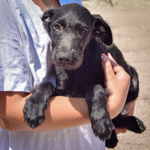 Jennifer, an adoptable Irish Wolfhound / Black Labrador Retriever / Mixed at Animal House Shelter — photo 4