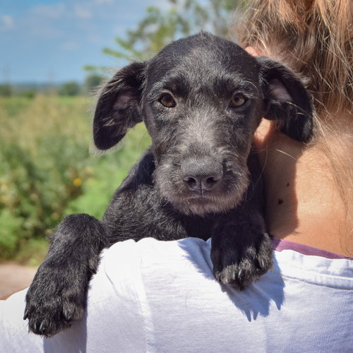 Jennifer, an adoptable Irish Wolfhound / Black Labrador Retriever / Mixed at Animal House Shelter — photo 5