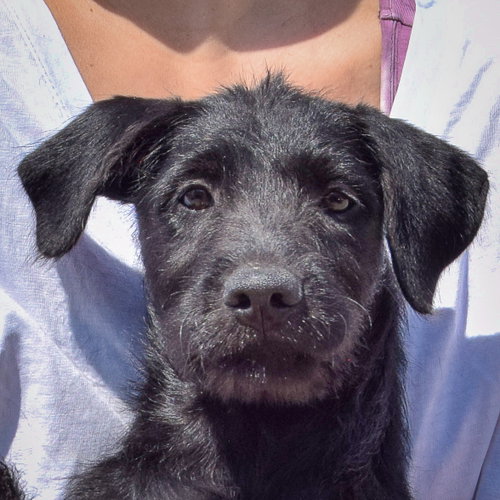 Kennedy, Irish Wolfhound / Black Labrador Retriever / Mixed