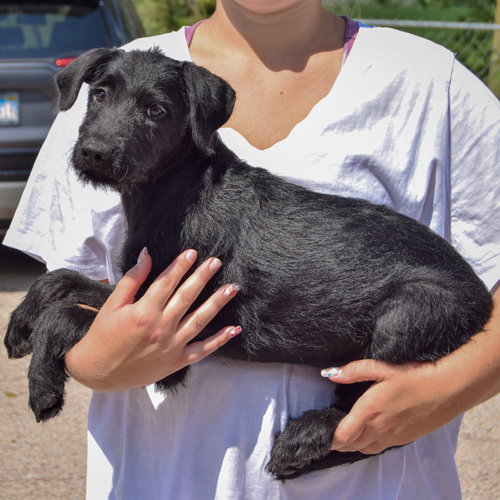 Kennedy, an adoptable Irish Wolfhound / Black Labrador Retriever / Mixed at Animal House Shelter — photo 2