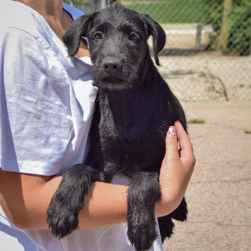 Kennedy, an adoptable Irish Wolfhound / Black Labrador Retriever / Mixed at Animal House Shelter — photo 3