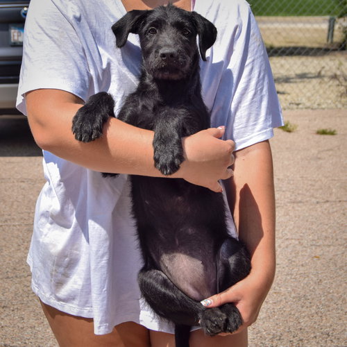 Kennedy, an adoptable Irish Wolfhound / Black Labrador Retriever / Mixed at Animal House Shelter — photo 4
